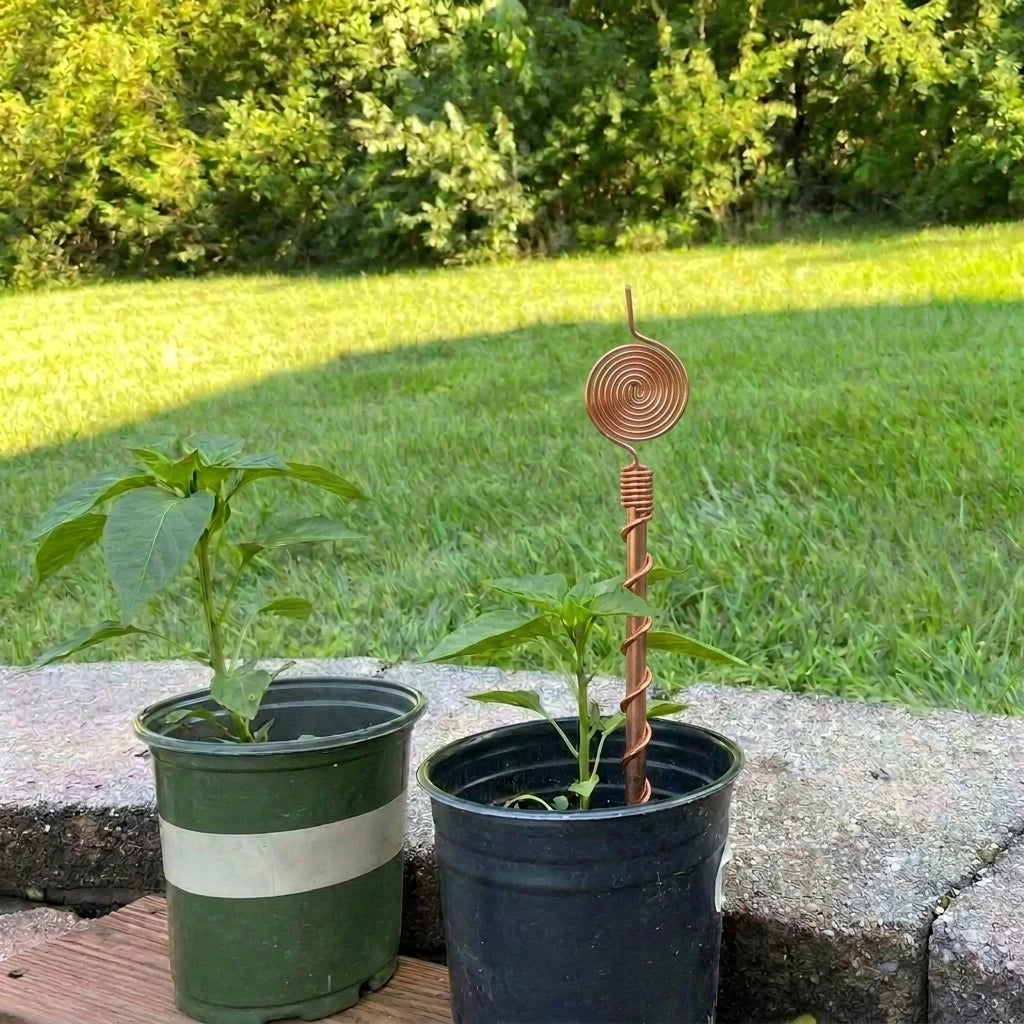 Day 1: two potted plants, with a copper antenna in the right-hand pot