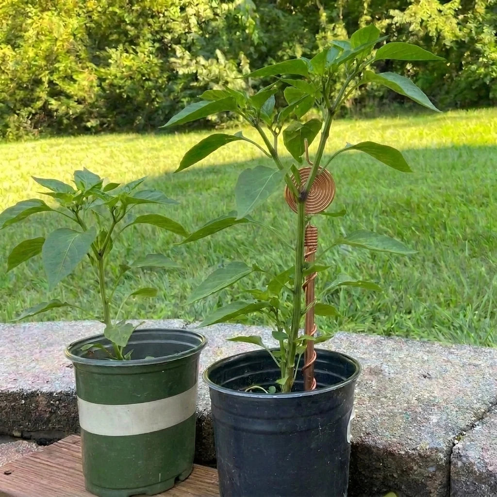 Week 6: the same two pots, with a taller plant in the pot containing the copper antenna